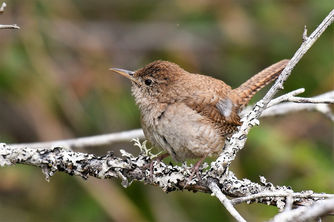 Attracting House Wrens