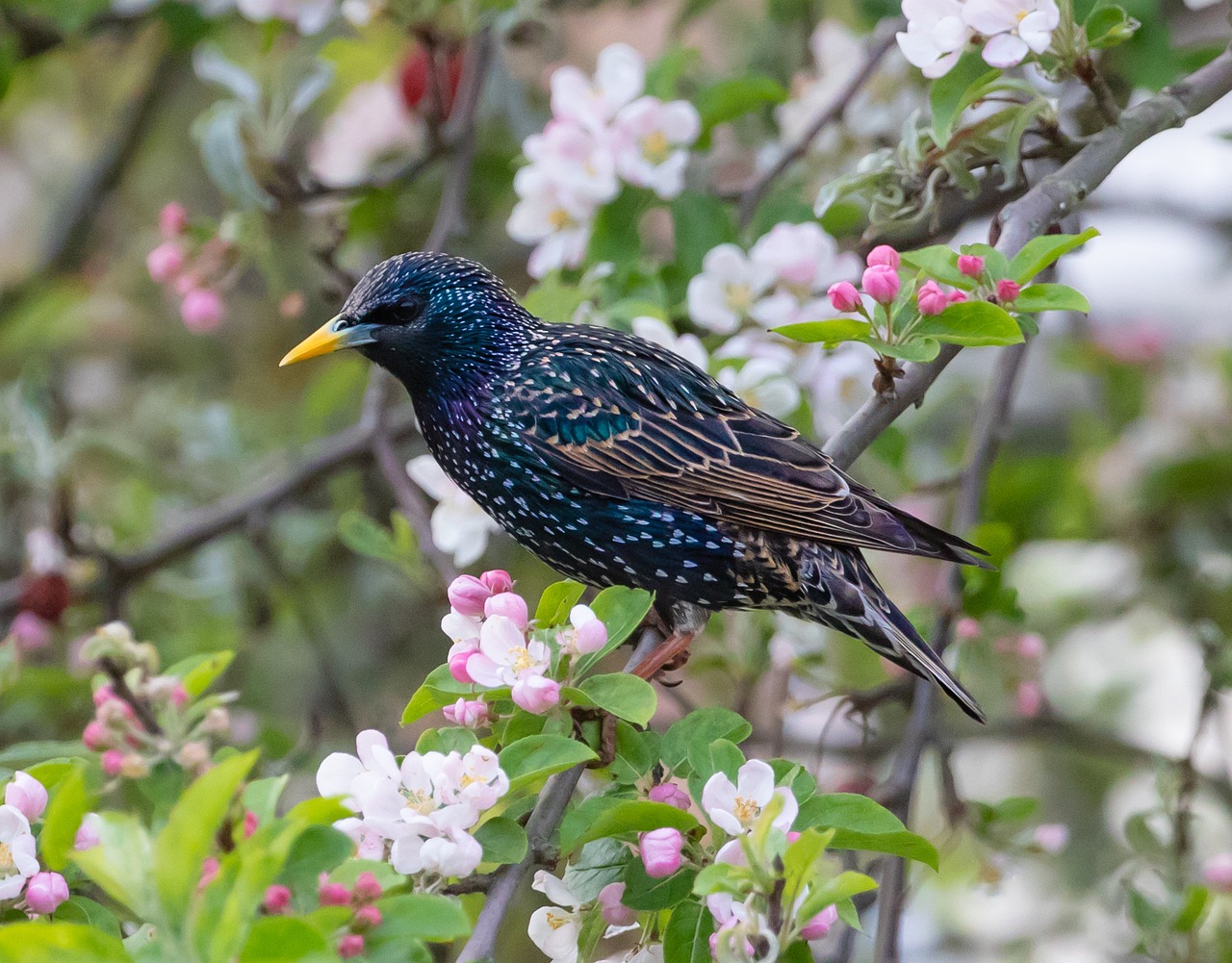 How to Discourage Starlings